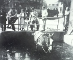 paard-in-de-sloot-kerklaan-19601