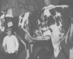 Arie Rip rond 1930 bij slager van Selm
